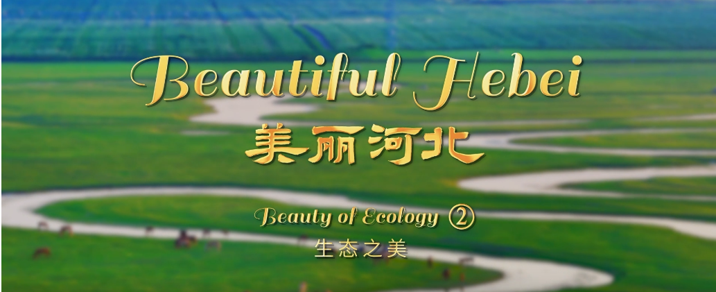 “beautiful hebei”short video series丨beauty of ecology②